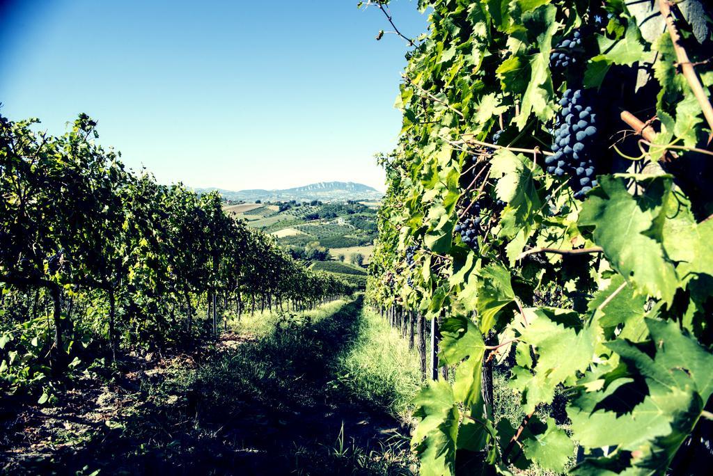 Tenuta Santini Villa Coriano Bagian luar foto